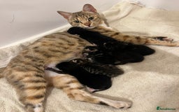 Bengal cats for sale: Half Bengal Kittens - Image 1
