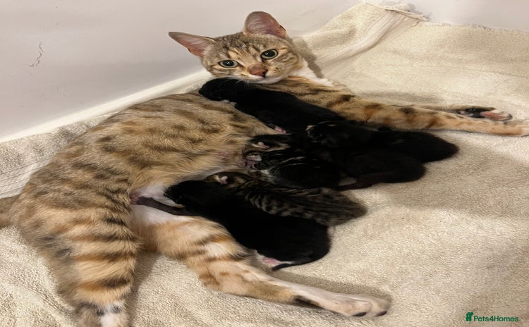 Bengal cats - Advert 5