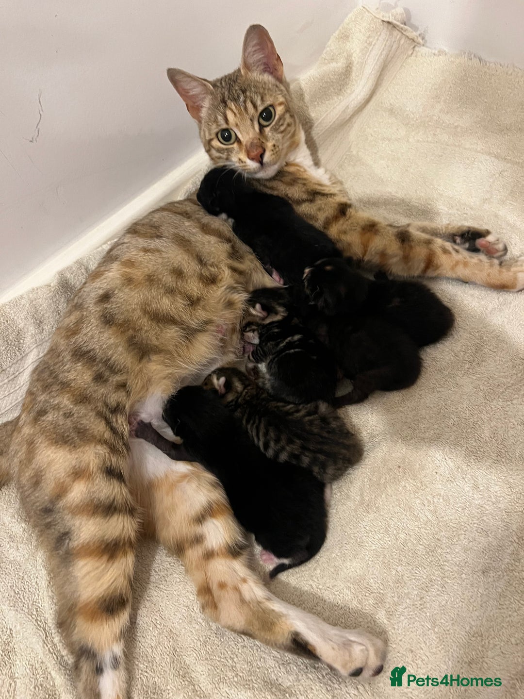 Bengal cats for sale: Half Bengal Kittens - Image 1