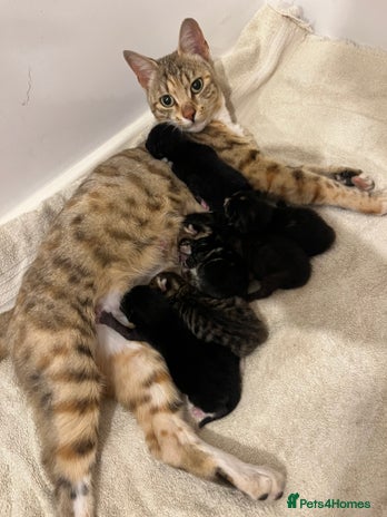 Bengal cats - Advert 1