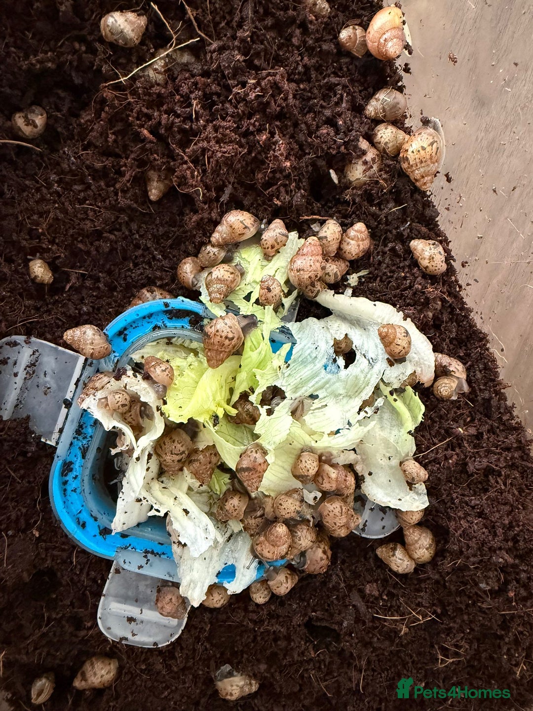Snails invertebrates for sale: African landsnails - Image 1