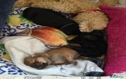 Chow Chow dogs for sale: Baby chow chows  - Image 18