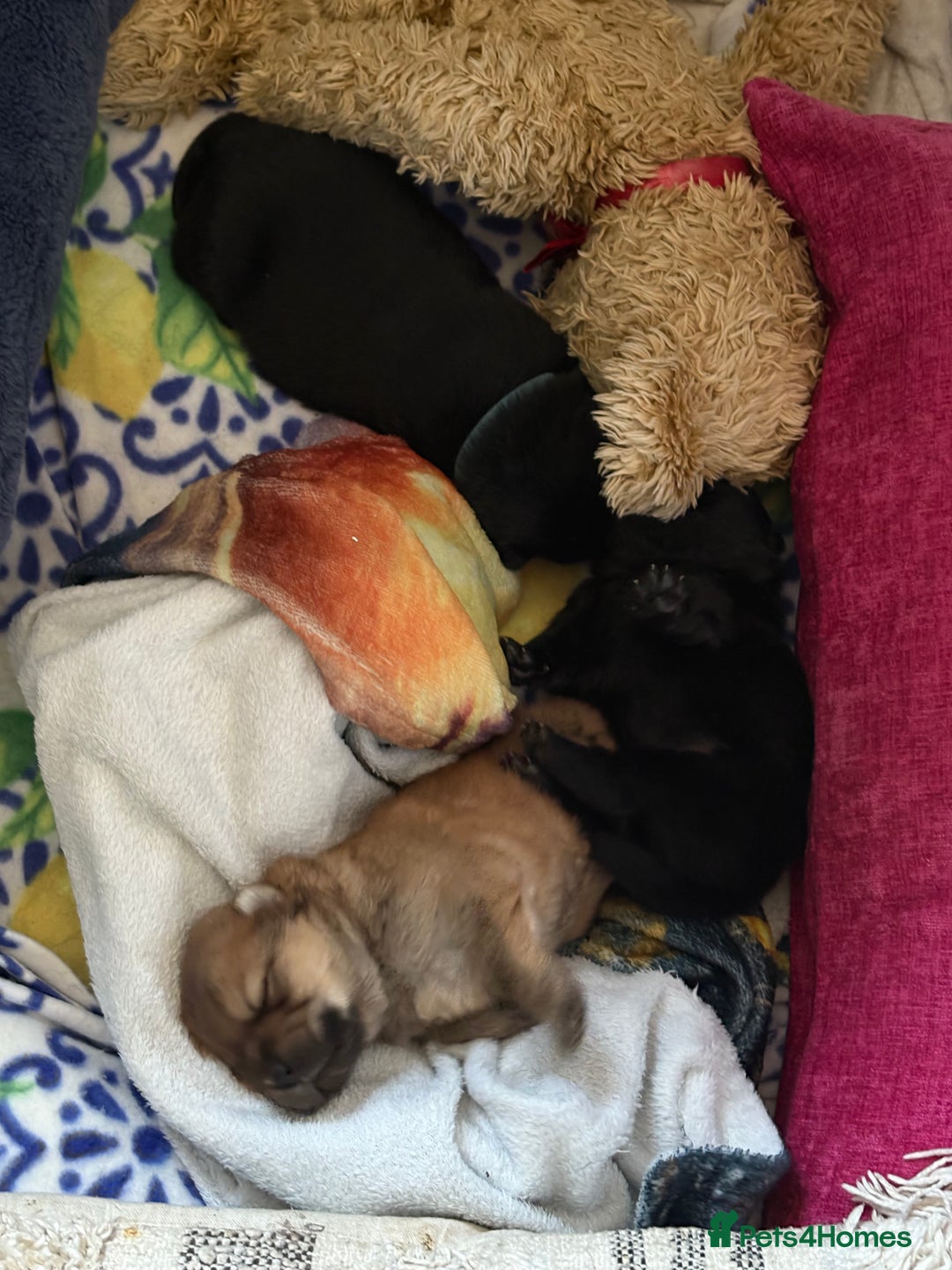 Chow Chow dogs for sale: Baby chow chows  - Image 18