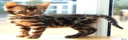 Bengal cats for sale: 3 TICA BENGAL BOYS – BROWN ROSETTED MALES – £850 - Advert 5