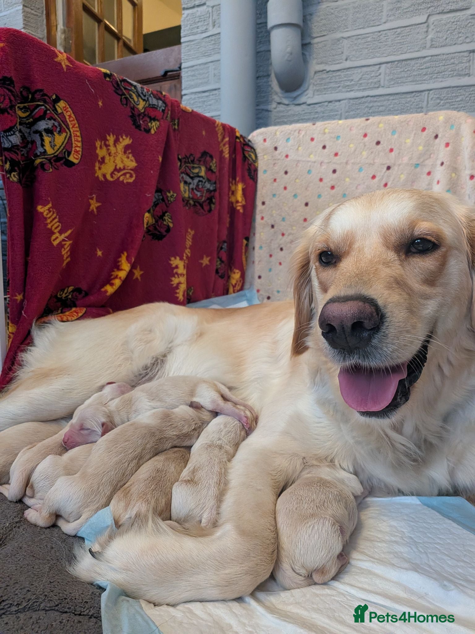 Golden Retriever dogs Chunky Gorgeous Golden Retriever puppies  - Advert 4
