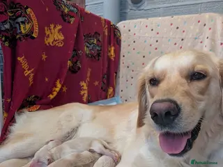 Golden Retriever dogs KC Registered Chunky Golden Retriever puppies - Advert 3