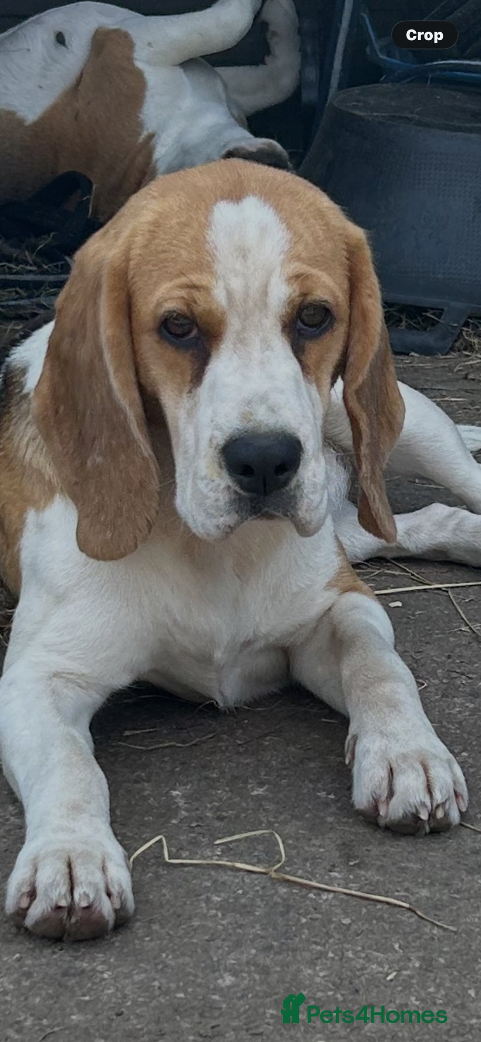 Beagle dogs 12 month old girl and a boy - Advert 11