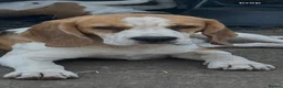 Beagle dogs for sale: 12 month old girl and a boy - Advert 1