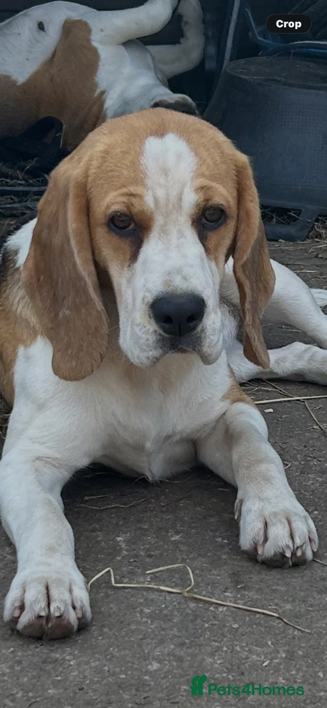 Beagle dogs for sale: 12 month old girl and a boy - Advert 1