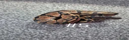 Python Snake reptiles for sale: Juvenile ball pythons  - Advert 7