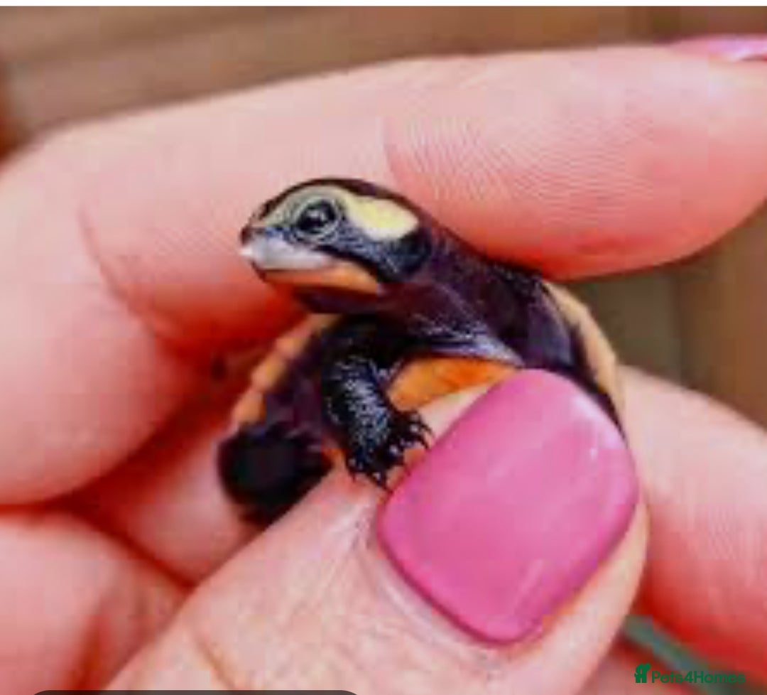 Turtle reptiles for sale: Baby pink bellied side neck turtle  - Image 1