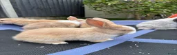 Mini Lop rabbits for sale: Pure breed Mini Lops - Advert 12