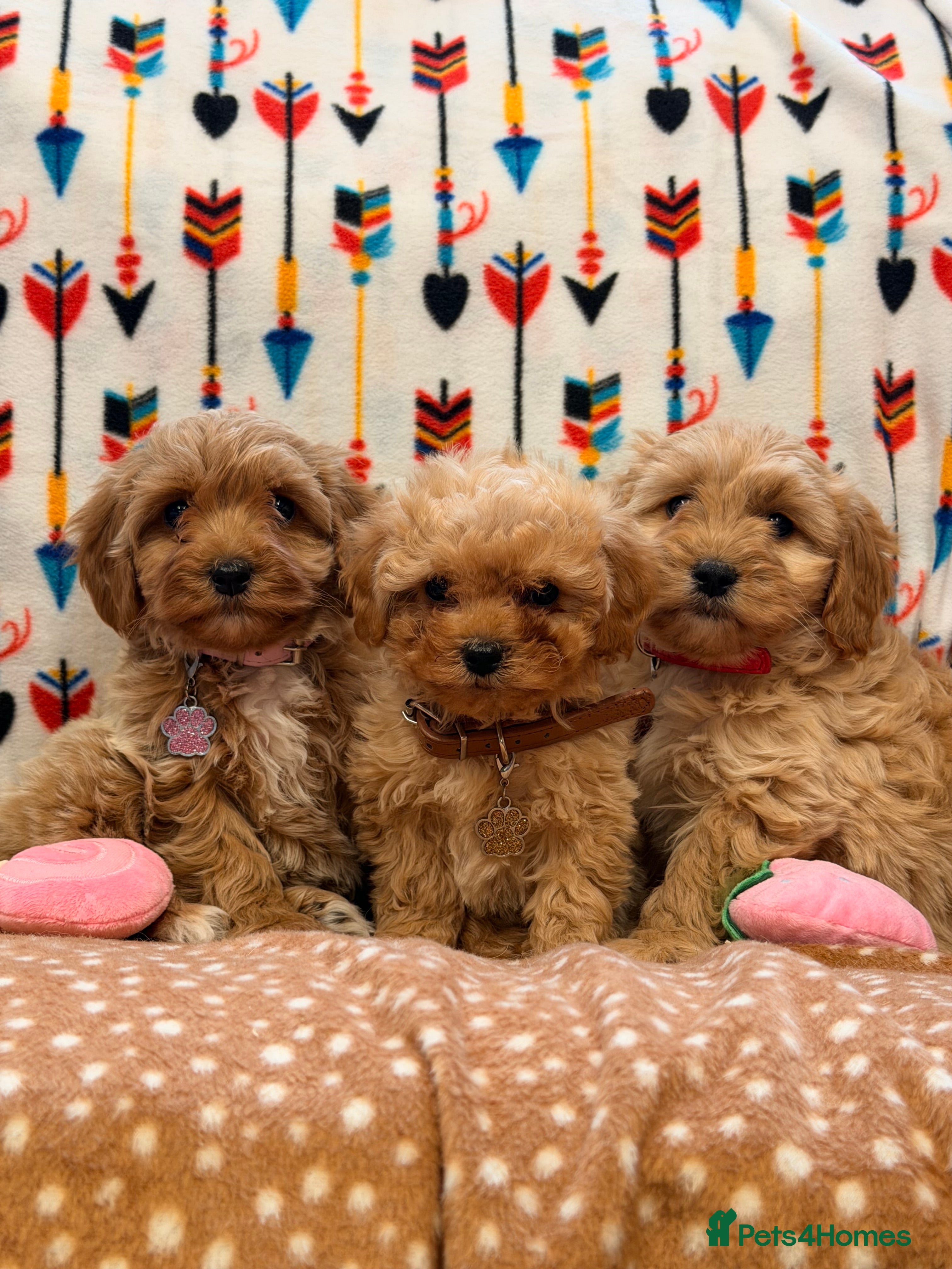 Cavachon dogs Teddy bears Puppy’s  - Advert 1