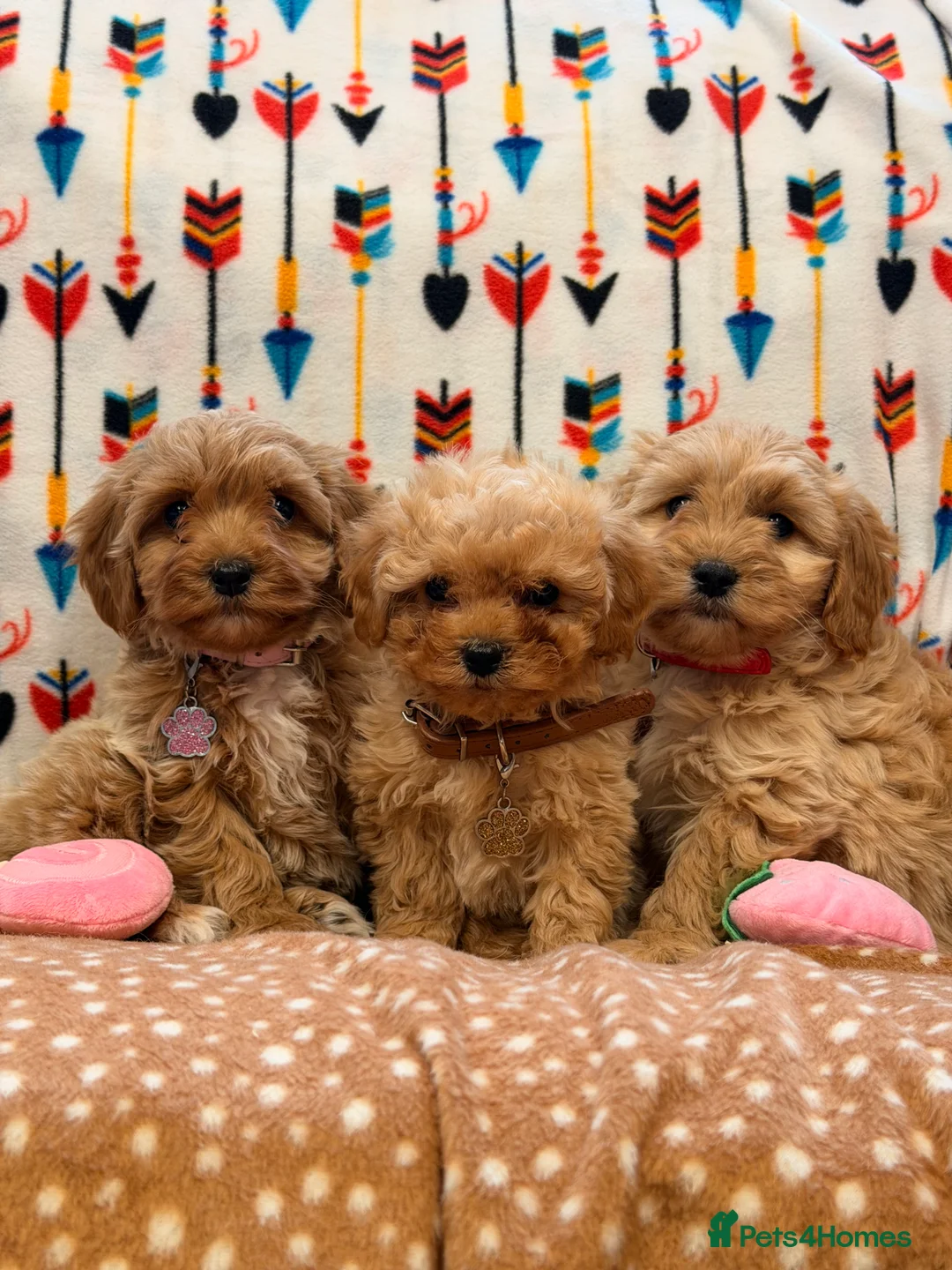 Cavachon dogs for sale: Teddy bears Puppy’s  - Advert 1