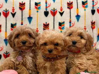 Cavachon dogs Teddy bears Puppy’s - Advert 1