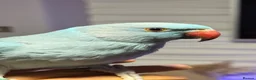 Ringnecks birds for sale:  **  DNAMALE HANDREAR TRAINED SPLIT CLEARTAIL  in Uxbridge - Advert 5