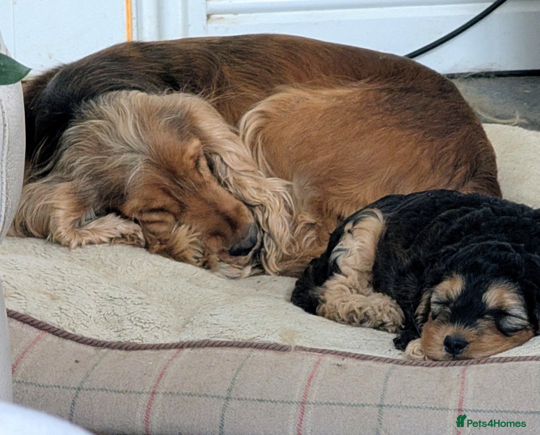 Cockapoo dogs for sale: Sable Cockapoo girl - Image 6