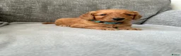 Cockapoo dogs for sale: Stunning F1 Cockapoo’s - Advert 16