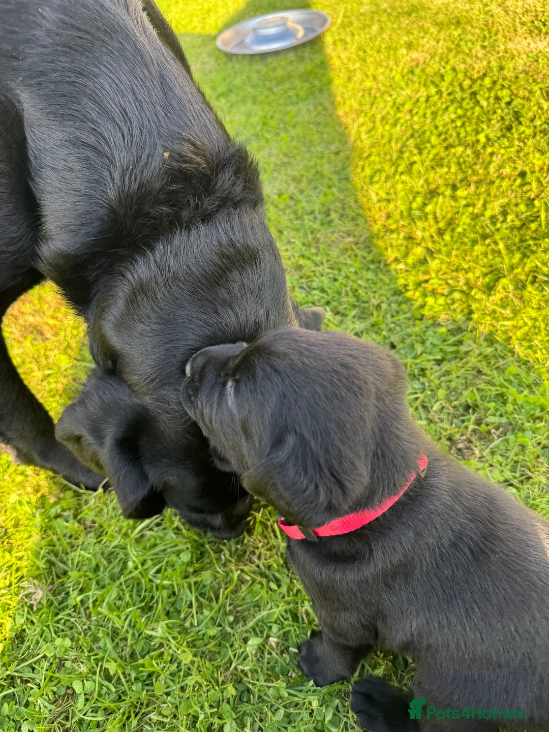 Labrador Retriever dogs for sale: KC Reg Pups, Excellent Pedigree, Ready This Week - Image 8