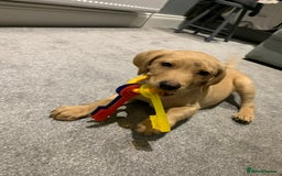 Labrador Retriever dogs for sale: My boy Lenny  - Image 4