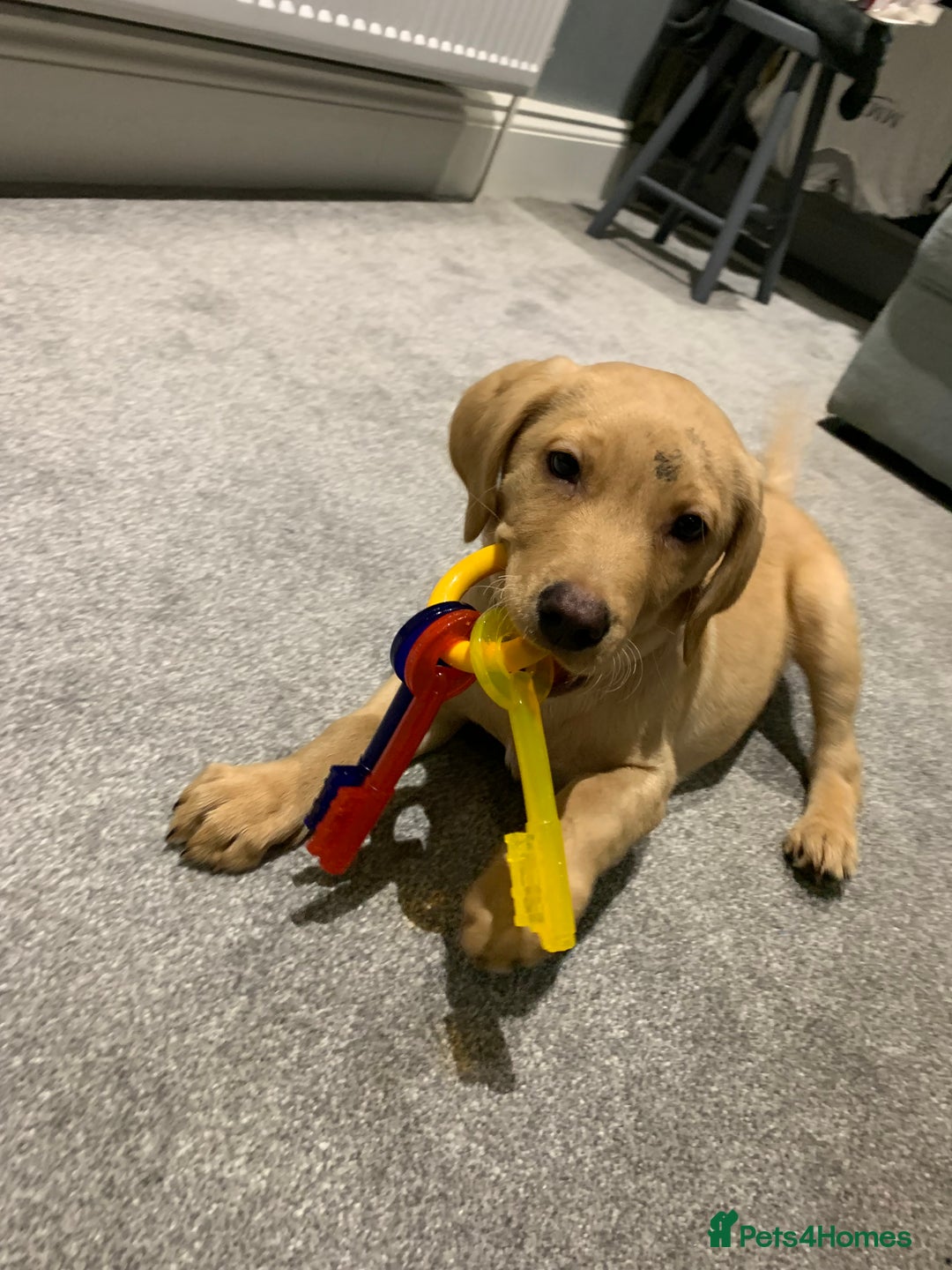 Labrador Retriever dogs for sale: My boy Lenny  - Image 4
