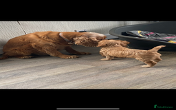 Cockapoo dogs for sale: F1 Cockapoo puppies - Image 3