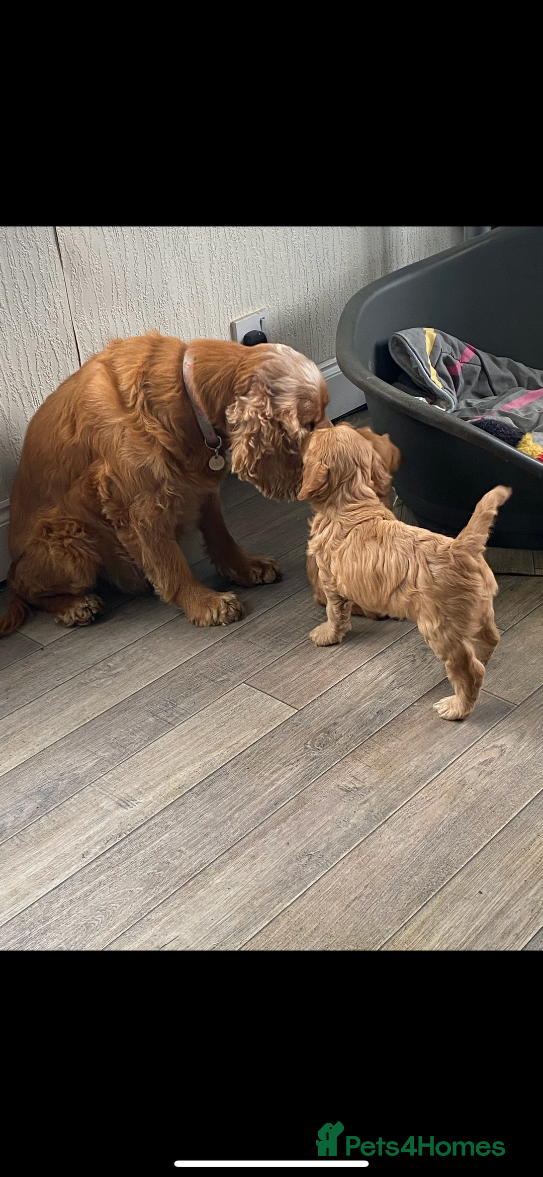 Cockapoo dogs for sale: F1 Cockapoo puppies - Image 3