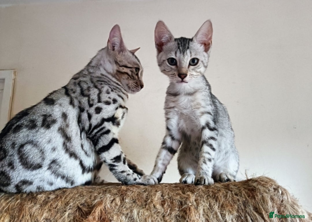 Bengal cats for sale: Bengal Mix Kittens High % Wild Asian Leopard Cat  - Image 7