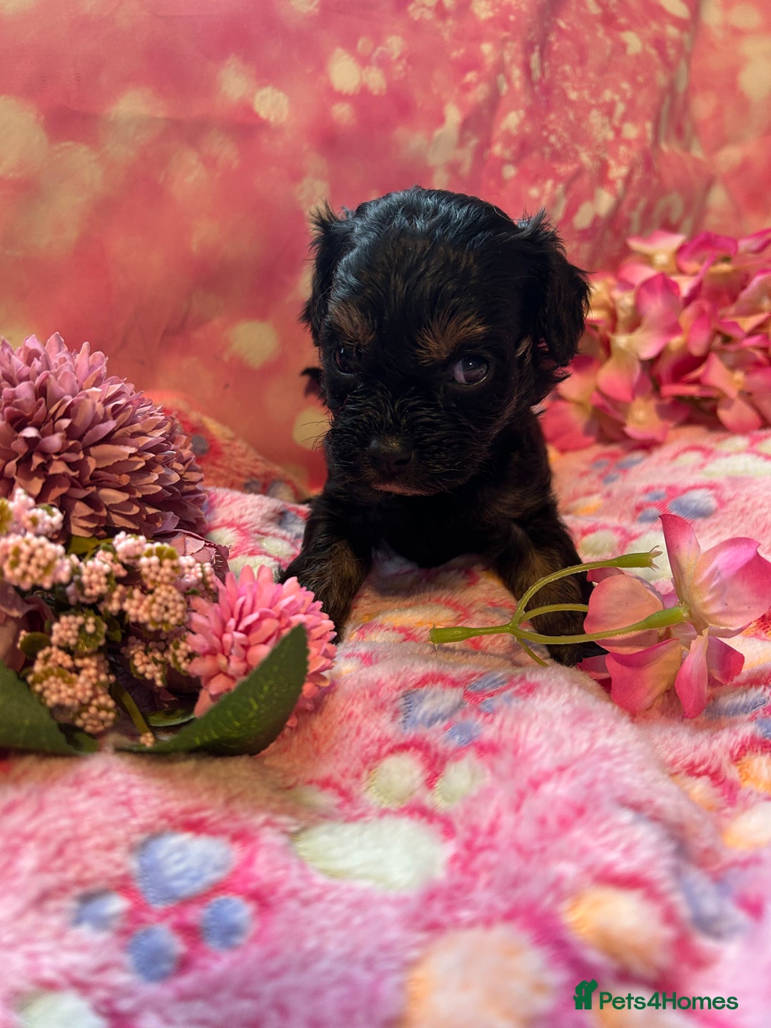 Cavapoo dogs for sale: F1 Cavapoo puppies 🐶  - Advert 12