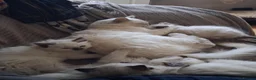 Ragdoll cats for sale: Stunning Fluffy Ragdolls. - Advert 7