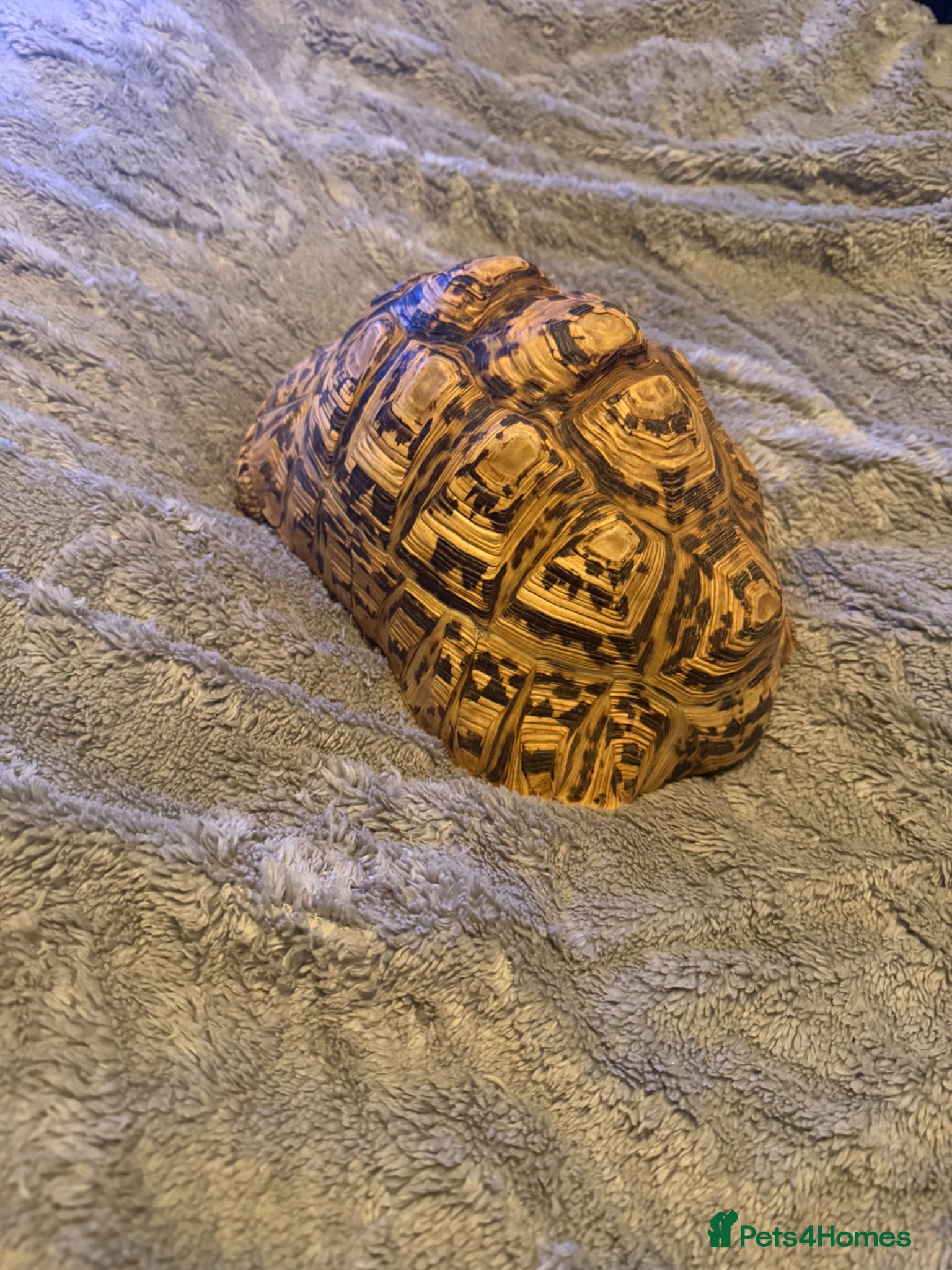 Tortoise reptiles Male  leopard tortoise for sale  - Advert 10