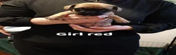 Mixed Breed dogs for sale: Puppy's for sale  - Advert 11