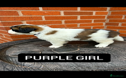 Saint Bernard dogs for sale: Stunning kc Saint Bernard puppies  - Image 2