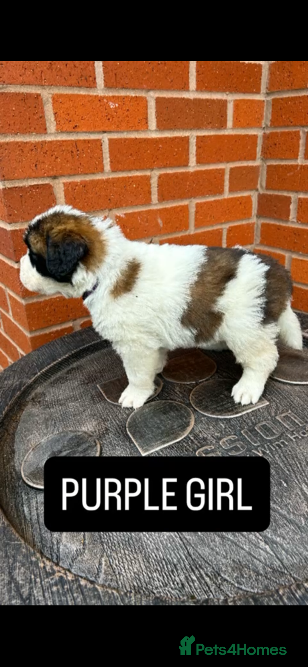 Saint Bernard dogs for sale: Stunning kc Saint Bernard puppies  - Image 2
