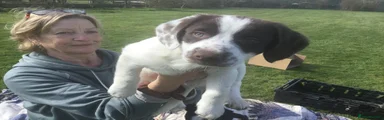 Mixed Breed Puppy 1