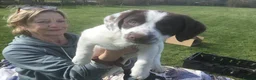 Mixed Breed dogs for sale: Sprollies - Advert 16