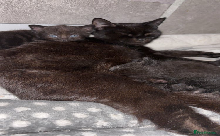 British Longhair cats - Advert 1