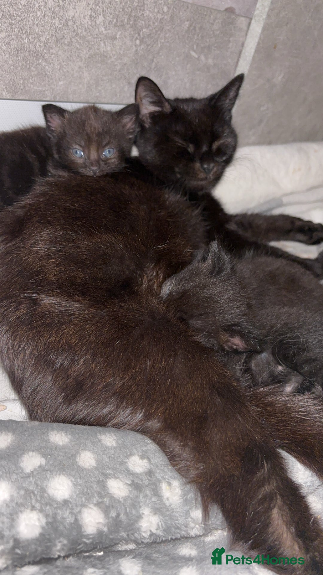 British Longhair cats for sale: British longhair cross ragdoll kittens for sale! - Image 1