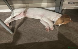 Jack Russell dogs for sale: Rehome  - Image 2