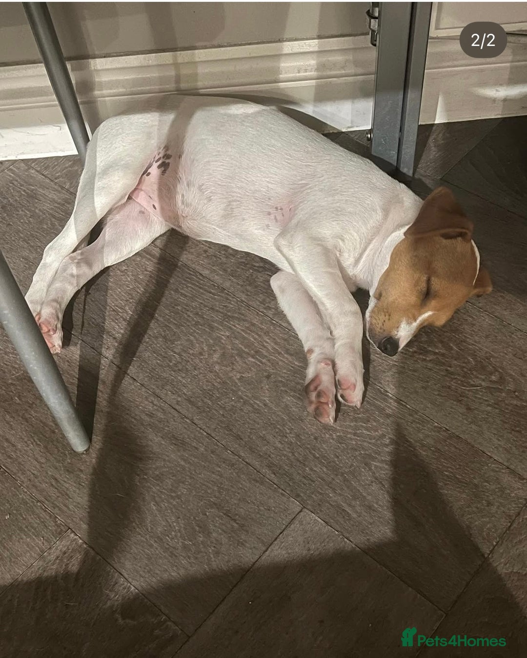 Jack Russell dogs for sale: Rehome  - Image 2