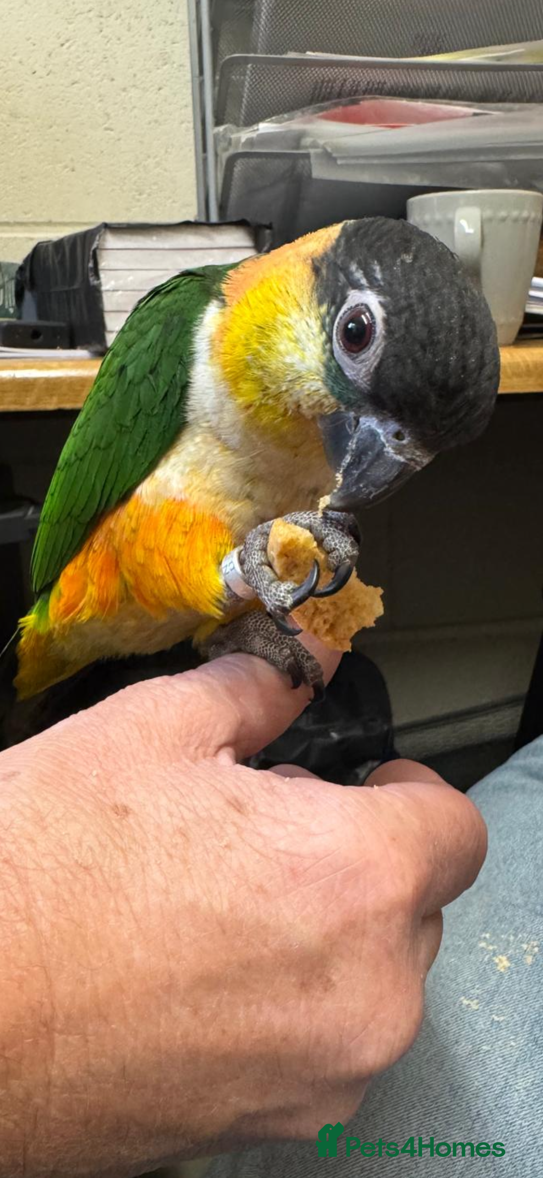 Parrots birds for sale: Black Headed Caique - Advert 1