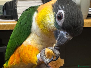 Parrots birds Black Headed Caique - Advert 1