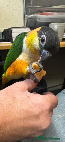 Parrots birds Black Headed Caique - Advert 1