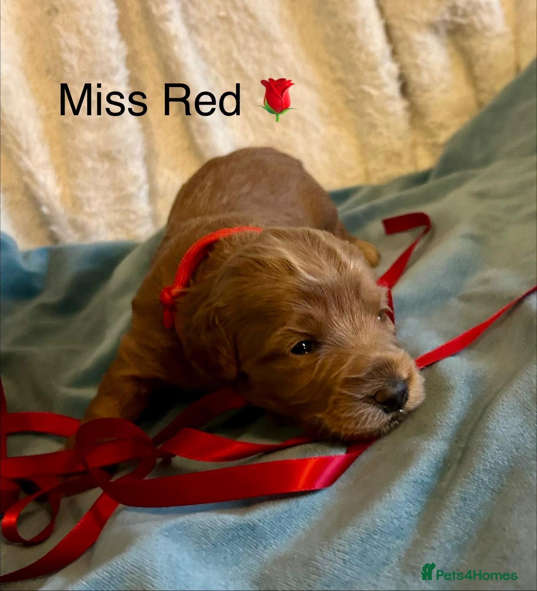 Labradoodle dogs for sale: 🥰 Cute Miniature labradoodle Pups 💖💕 - Advert 23