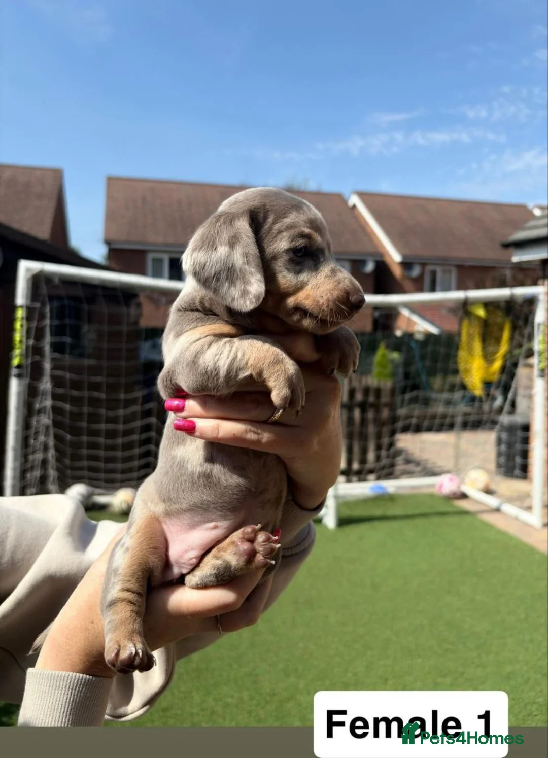 Miniature Dachshund dogs for sale: miniature dachshund puppies - Advert 5