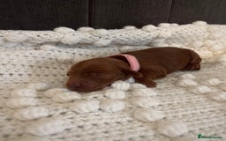 Cockapoo dogs for sale: Gorgeous Fox red F1B cockapoos - Image 1