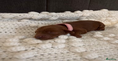 Cockapoo dogs Gorgeous Fox red F1B cockapoos - Advert 3