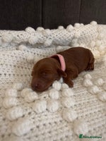 Cockapoo dogs Gorgeous Fox red F1B cockapoos - Advert 3