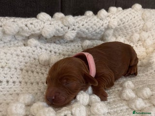 Cockapoo dogs for sale - Advert 1