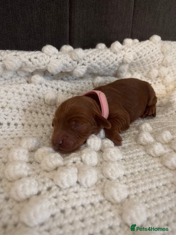 Cockapoo dogs - Advert 2